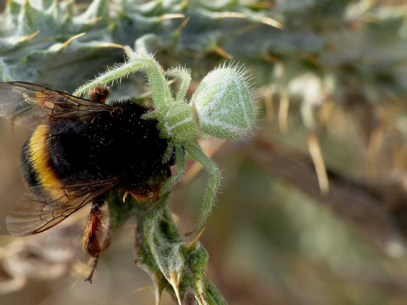 Heriaeus sp. che preda Bombus sp. - S. Teresa G. (OT)